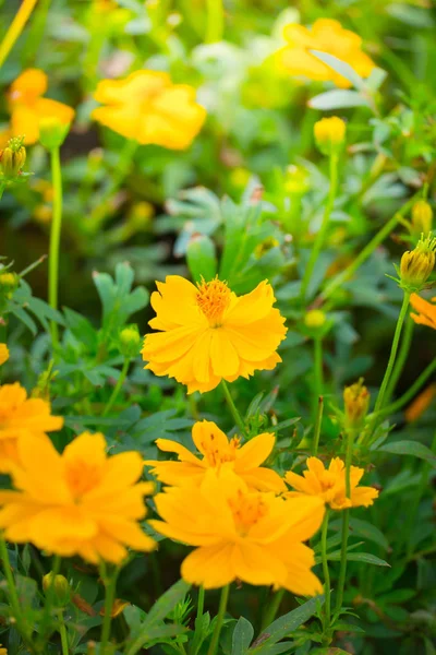 Renkli çiçeklerin arkaplan resmi