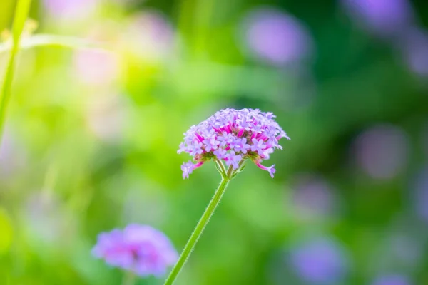 La imagen de fondo de las flores de colores — Foto de Stock