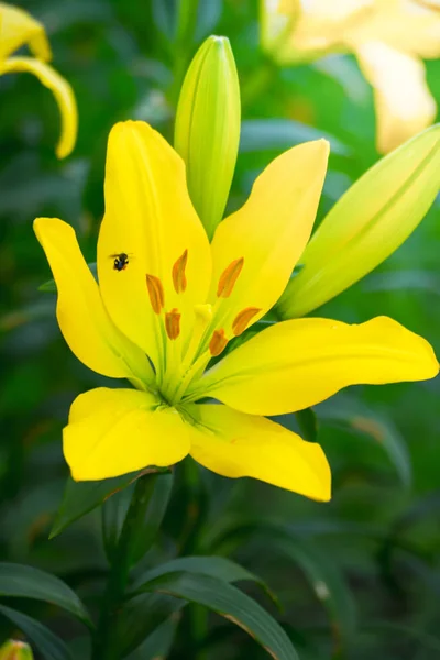 The background image of the colorful flowers — Stock Photo, Image