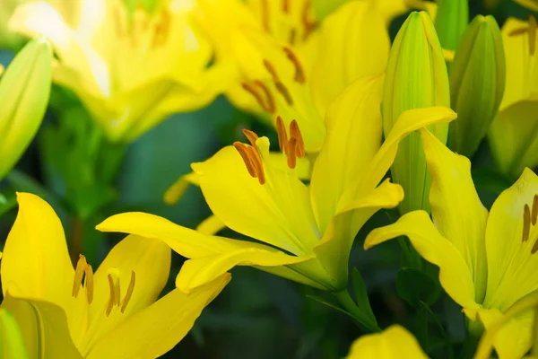 The background image of the colorful flowers