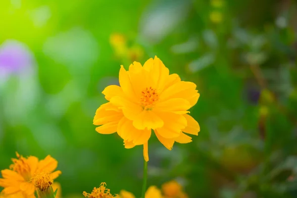 The background image of the colorful flowers — Stock Photo, Image