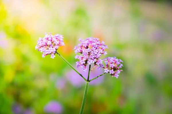 La imagen de fondo de las flores de colores — Foto de Stock