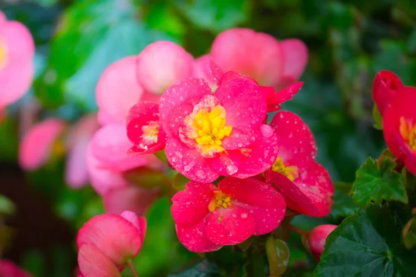 Η εικόνα φόντου των πολύχρωμων λουλουδιών — Φωτογραφία Αρχείου