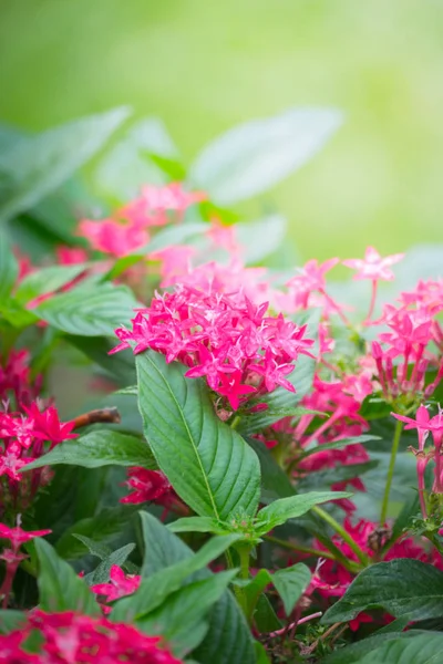 Renkli çiçeklerin arkaplan resmi