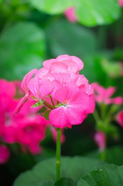 Renkli çiçeklerin arkaplan resmi