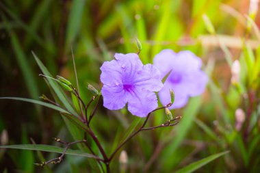 Renkli çiçeklerin arkaplan resmi