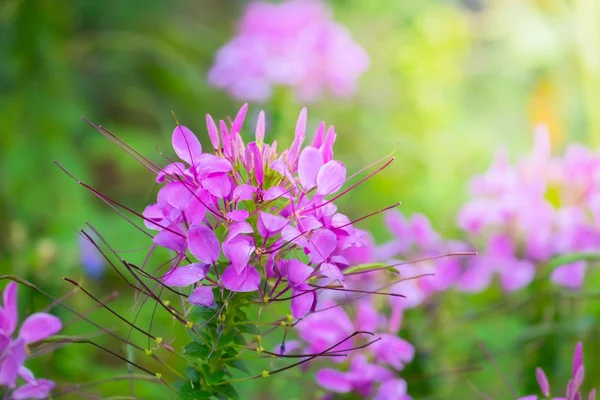 L'immagine di sfondo dei fiori colorati — Foto Stock