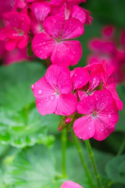 Renkli çiçeklerin arkaplan resmi