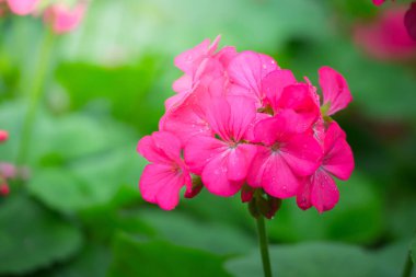 Renkli çiçeklerin arkaplan resmi