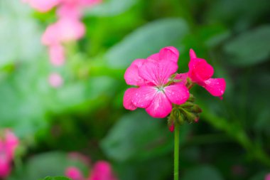 Renkli çiçeklerin arkaplan resmi