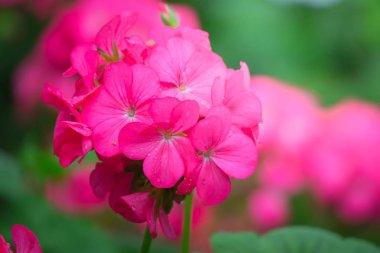 Renkli çiçeklerin arkaplan resmi