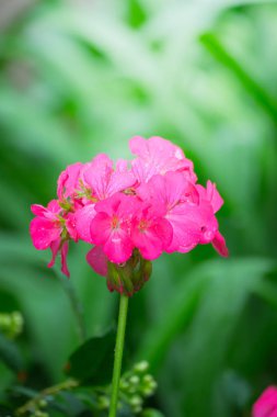 Renkli çiçeklerin arkaplan resmi