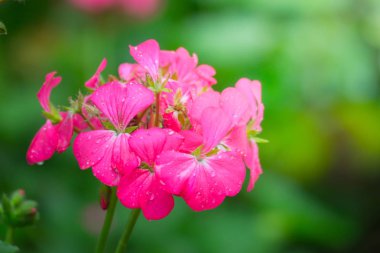Renkli çiçeklerin arkaplan resmi