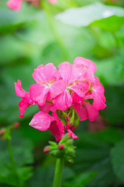 Renkli çiçeklerin arkaplan resmi