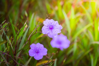 Renkli çiçeklerin arkaplan resmi