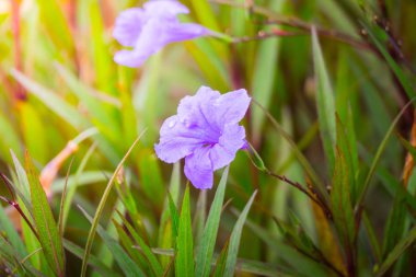Renkli çiçeklerin arkaplan resmi