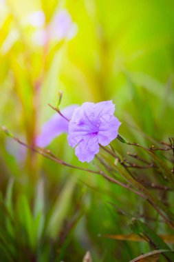 Renkli çiçeklerin arkaplan resmi