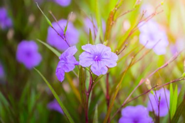 Renkli çiçeklerin arkaplan resmi