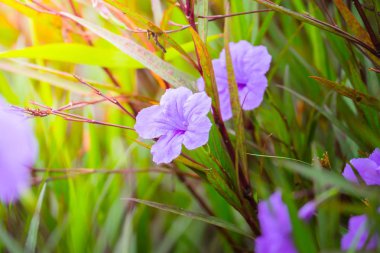 Renkli çiçeklerin arkaplan resmi