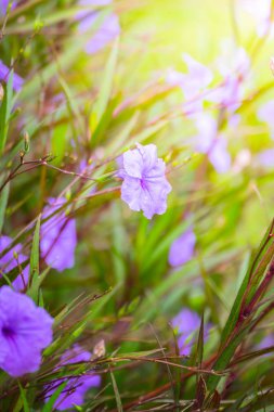 Renkli çiçeklerin arkaplan resmi