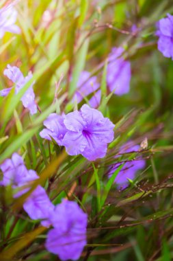 Renkli çiçeklerin arkaplan resmi
