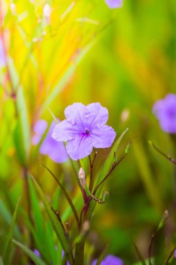 Renkli çiçeklerin arkaplan resmi