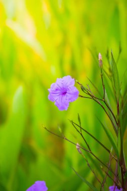 Renkli çiçeklerin arkaplan resmi