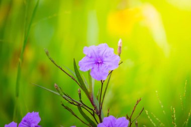 Renkli çiçeklerin arkaplan resmi