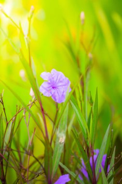 Renkli çiçeklerin arkaplan resmi