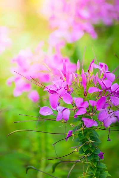 Renkli çiçeklerin arkaplan resmi