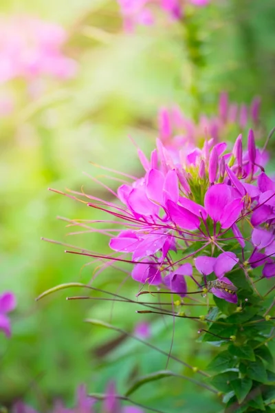 L'immagine di sfondo dei fiori colorati — Foto Stock