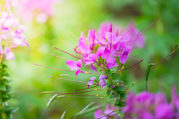 L'image de fond des fleurs colorées — Photo