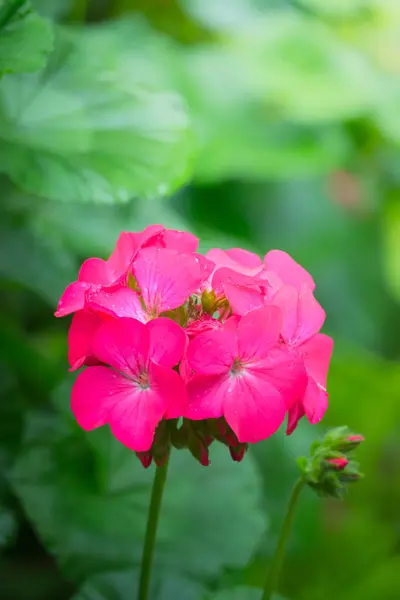 La imagen de fondo de las flores de colores — Foto de Stock