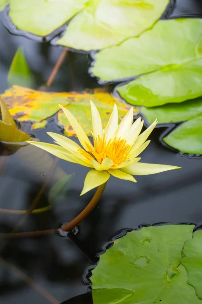 Flores de lótus florescendo na lagoa no verão — Fotografia de Stock
