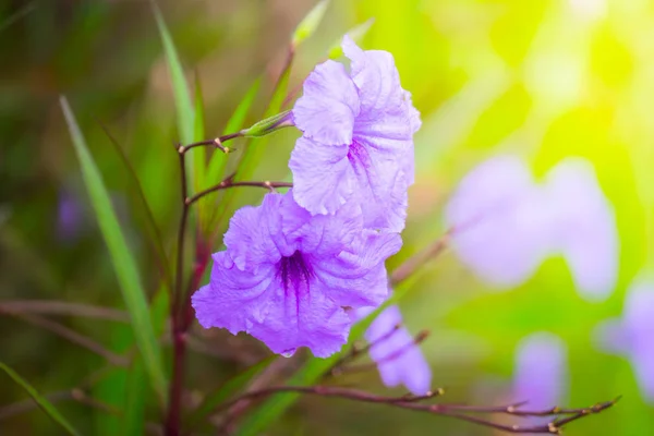 De achtergrond afbeelding van de kleurrijke bloemen — Stockfoto