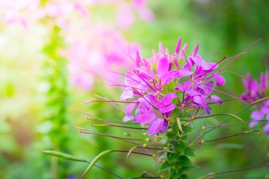 Renkli çiçeklerin arkaplan resmi