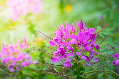 Renkli çiçeklerin arkaplan resmi