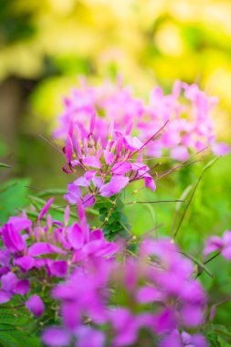 Renkli çiçeklerin arkaplan resmi