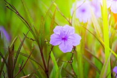 Renkli çiçeklerin arkaplan resmi