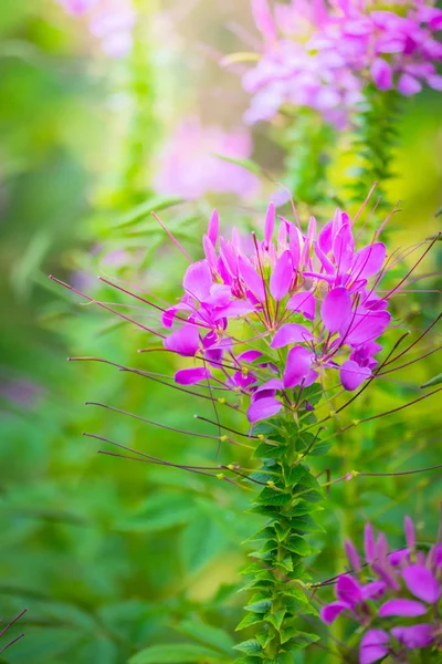Renkli çiçeklerin arkaplan resmi