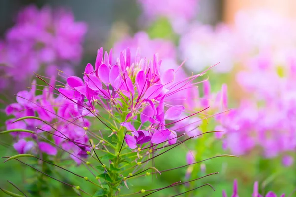 Renkli çiçeklerin arkaplan resmi