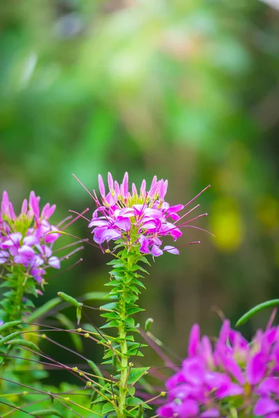 Renkli çiçeklerin arkaplan resmi