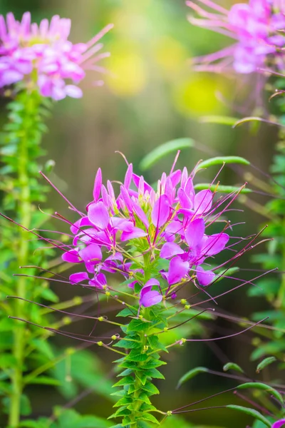Renkli çiçeklerin arkaplan resmi