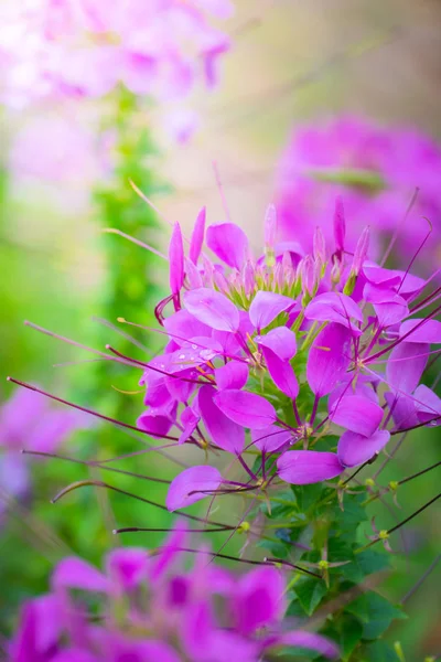 Renkli çiçeklerin arkaplan resmi