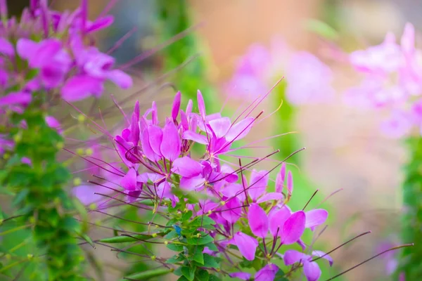 L'image de fond des fleurs colorées — Photo