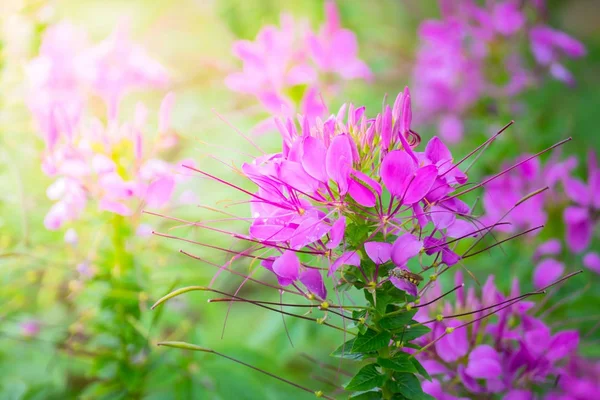 L'image de fond des fleurs colorées — Photo