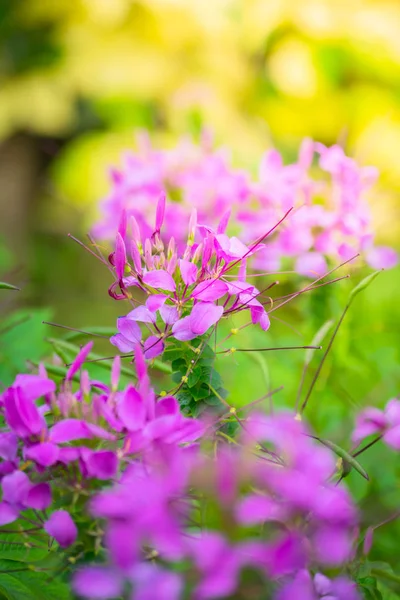 Renkli çiçeklerin arkaplan resmi