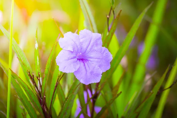 Renkli çiçeklerin arkaplan resmi