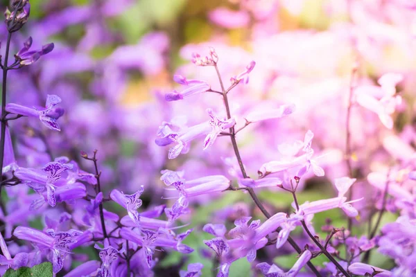 Renkli çiçeklerin arkaplan resmi