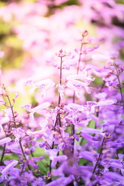 Renkli çiçeklerin arkaplan resmi